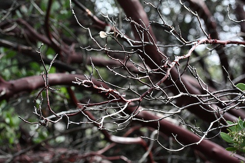branches